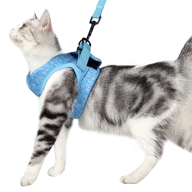 harnais-promenade-chat-bleu