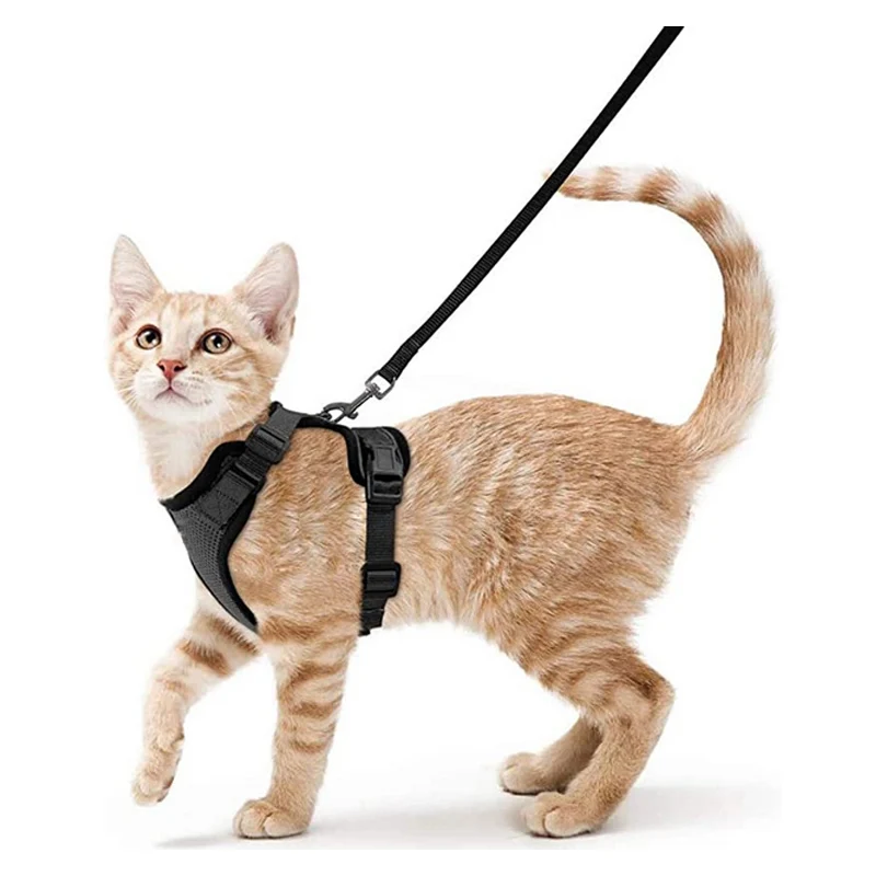 ensemble-de-marche-pour-chat